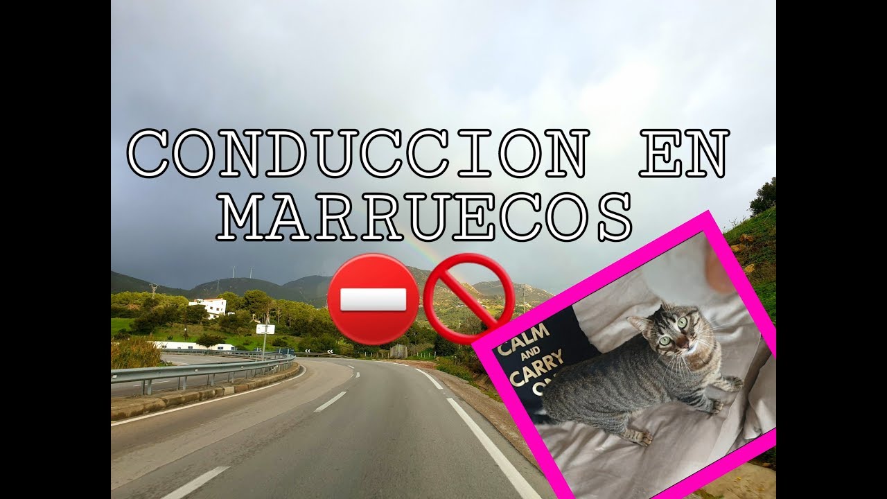 ¿Cómo se conduce en Marruecos? Consejos para viajar en coche y curiosidades y Fez, el gato-perro