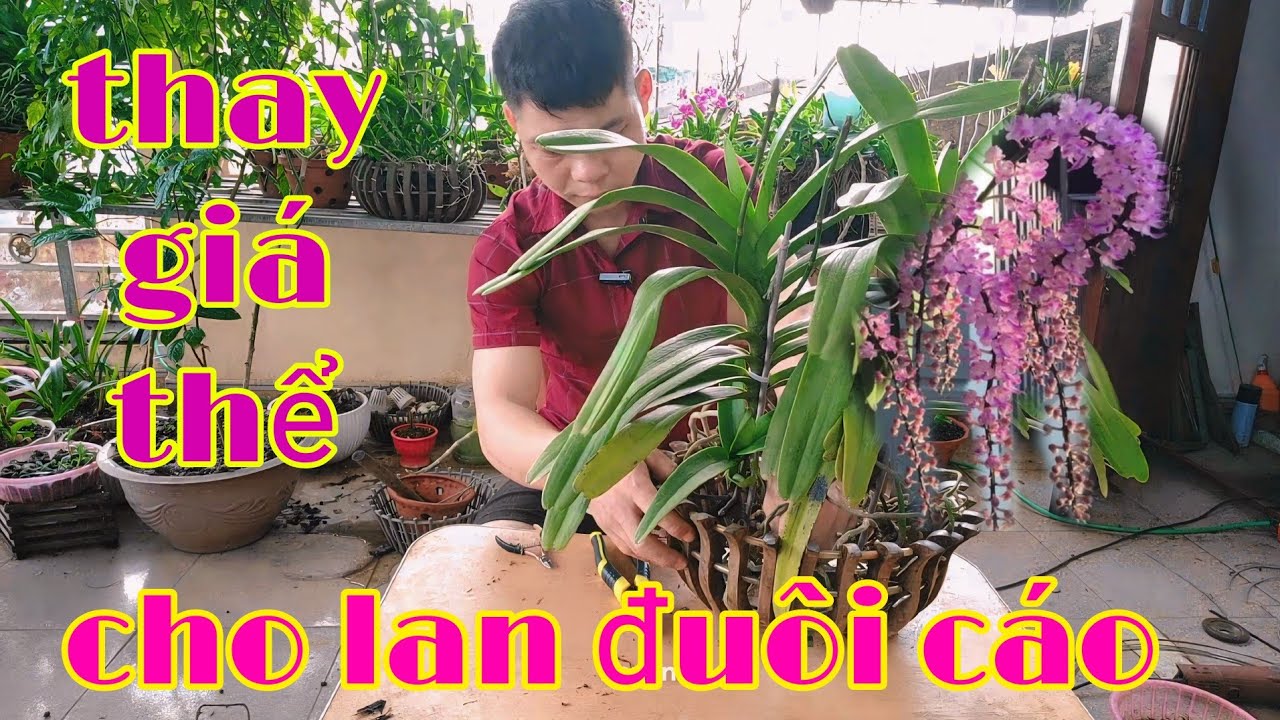 Ghép lan đuôi cáo vào chậu, thay giá thể cho lan trồng chậu | trồng lan ban công