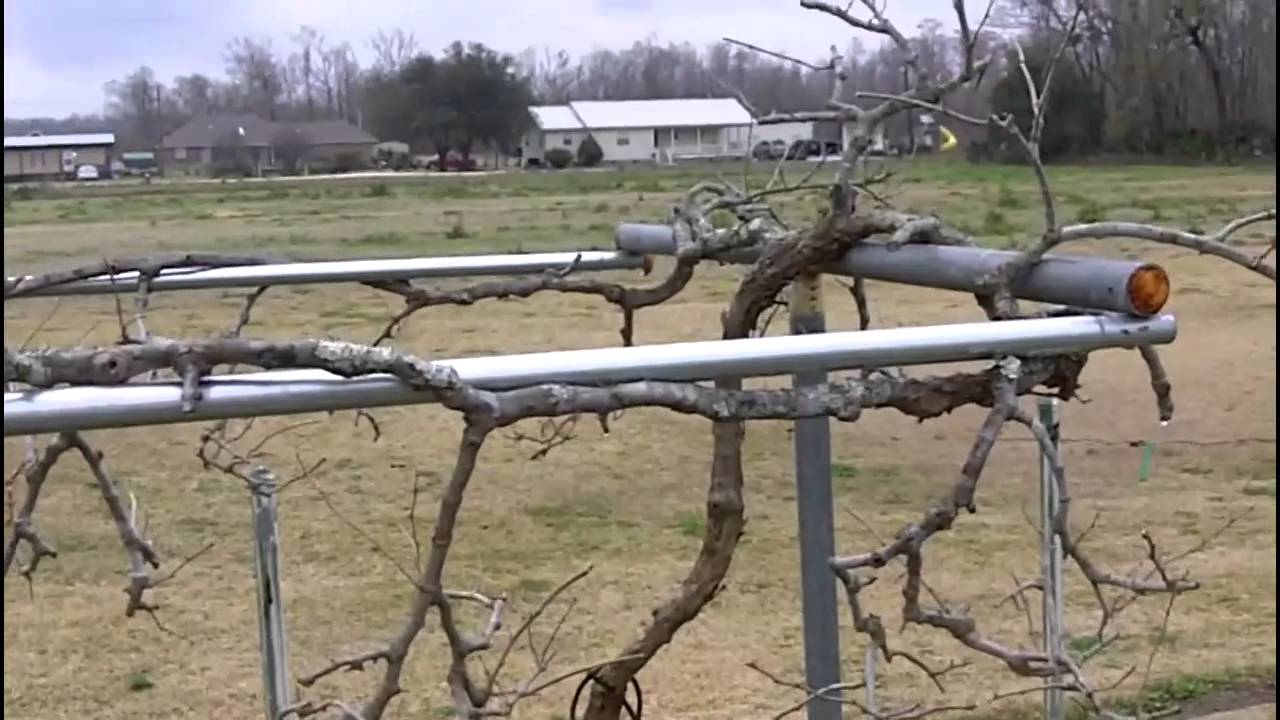 Muscadine vine pruning and trellis system