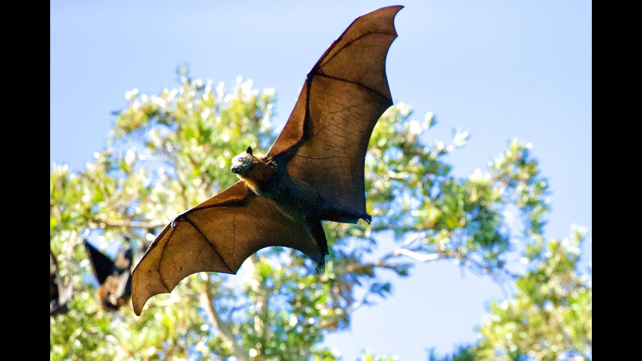 What is your spirit animal? Is it the Bat Spirit