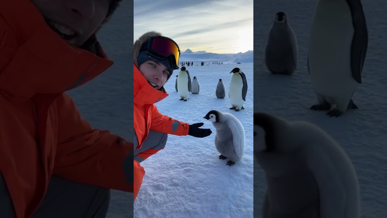 Магия пингвинов в Антарктиде 🐧❄️ 