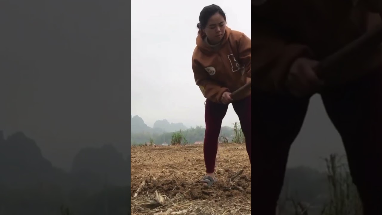 The girl works in the garden, growing vegetables and corn to feed the chickens.