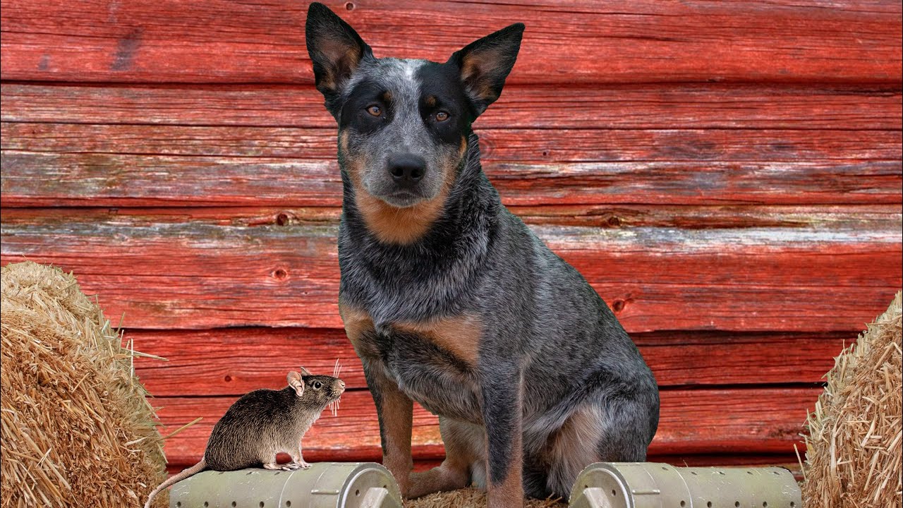 BLUE HEELER- FINDING RATTIES “Killer Mya” at Barn Hunt practice