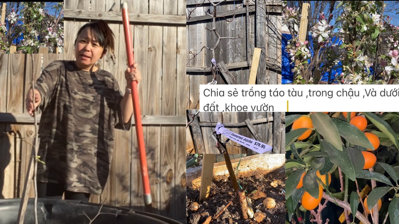 Chia sẻ trồng táo tàu ,trong chậu ,Và dưới đất ,khoe vườn 🙋‍♂️❤️🥰#  309