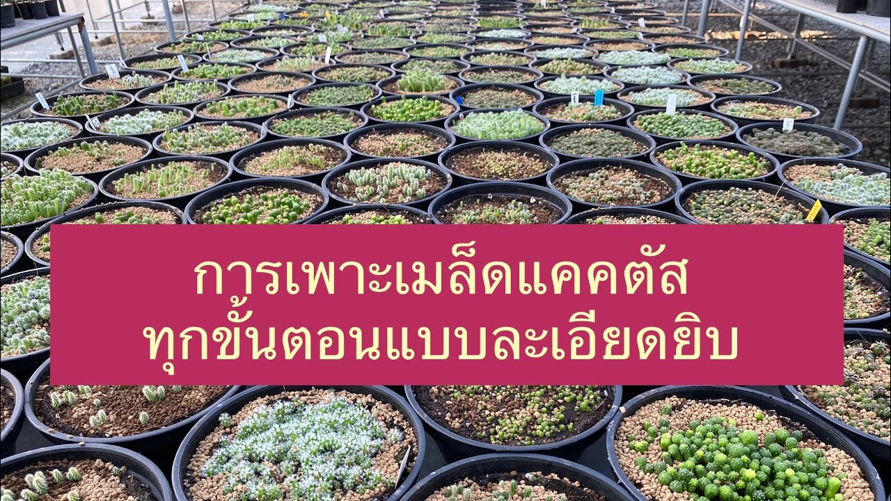 การเพาะเมล็ดแคคตัสทุกขั้นตอนแบบละเอียด | PB CACTUS channel