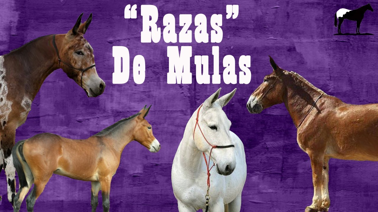 Top 10 Mulas Mas Raras Del Mundo 