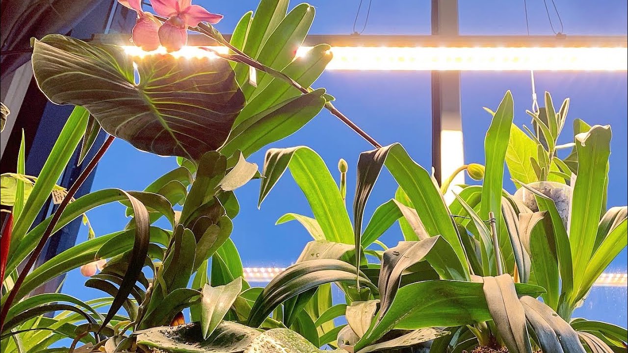 New LED Grow Lights! Fluence RAY66 - Indoor Spectrum (Aroids & Orchids Setup)