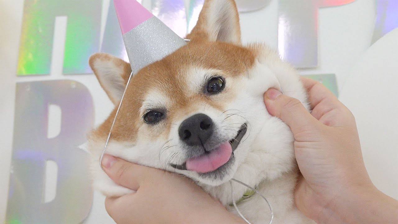 곰이  6살 생일파티에서 생긴 일 ㅋㅋㅋ