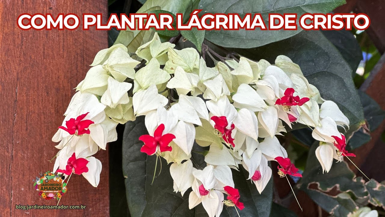 Lágrima de Cristo | Flores o Ano Todo no Seu Jardim