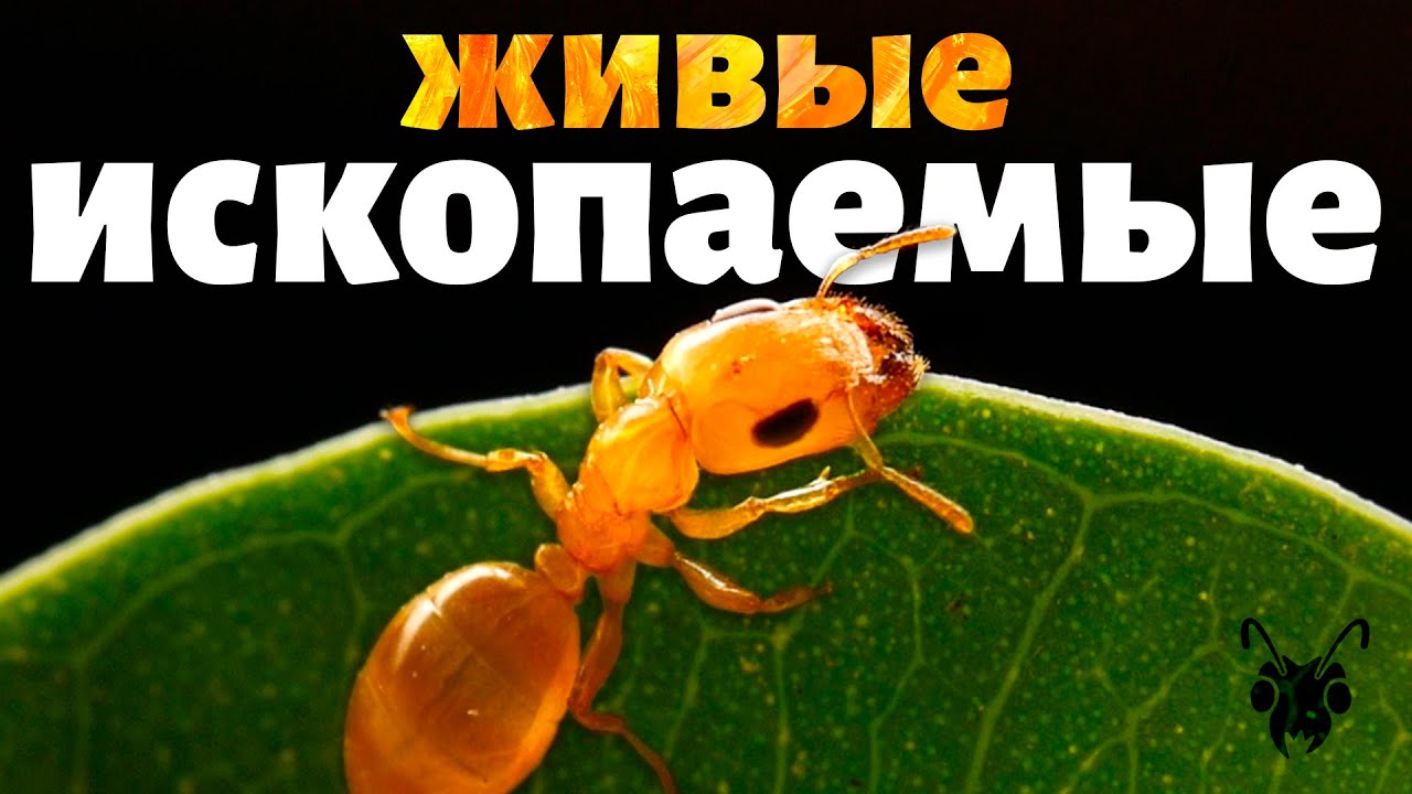 Муравьи, скрывавшиеся от учёных почти сто лет - удивительная история рода Gesomyrmex \ Димон и пумба