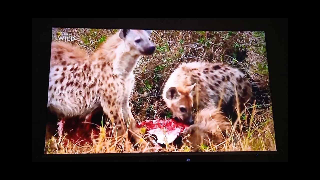Animal Fight Club: Hyenas Fighting