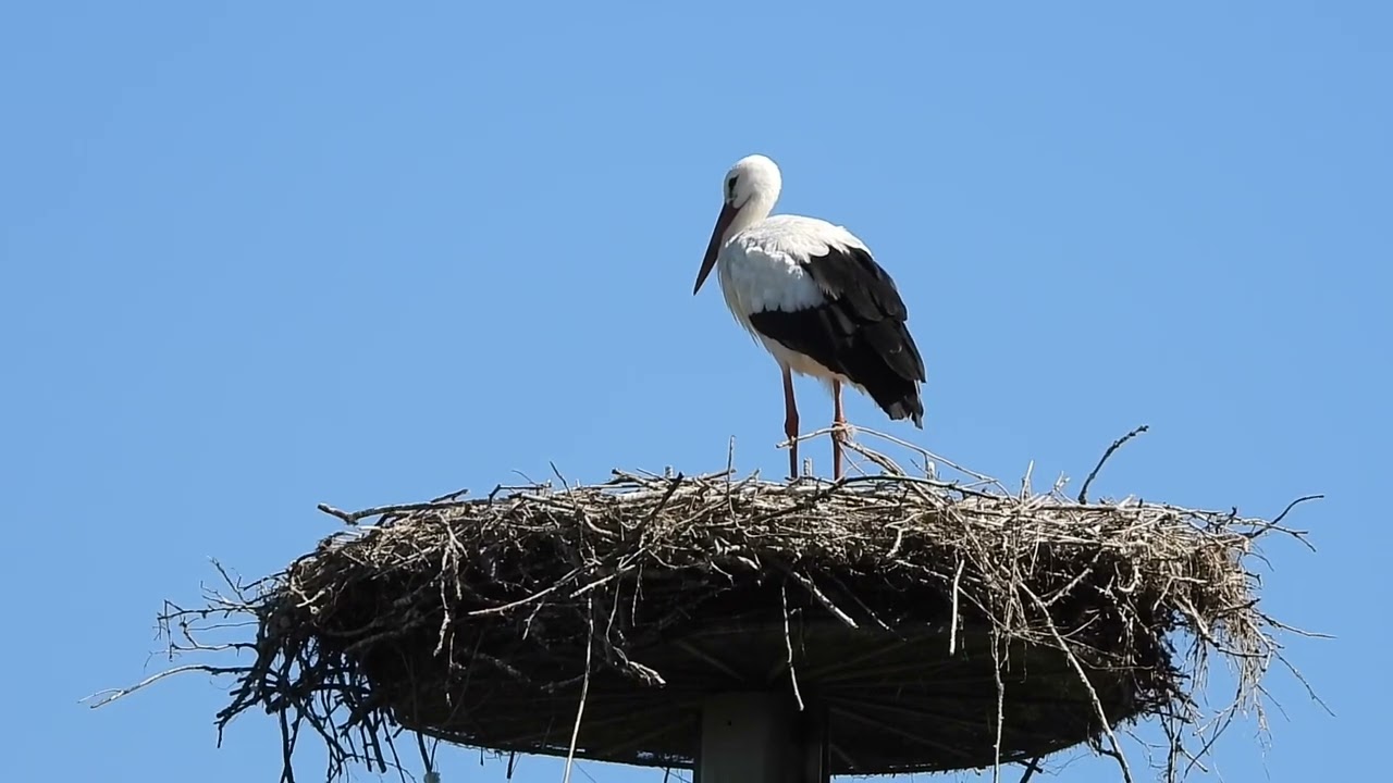 White storks in Denmark Jejsing 18 august 2025