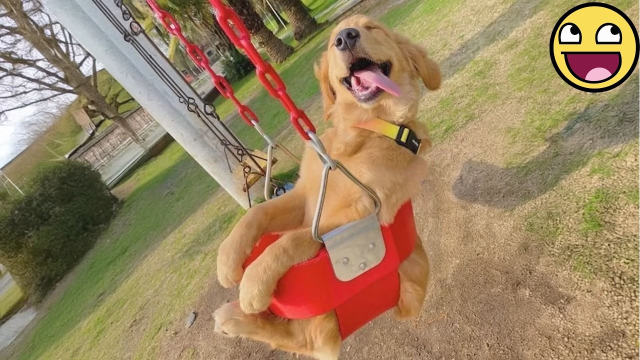 I Prayed for a Cute Puppy, but God Sent Me a Little Drama Queen! 😂🐶 Funny Puppy Compilation