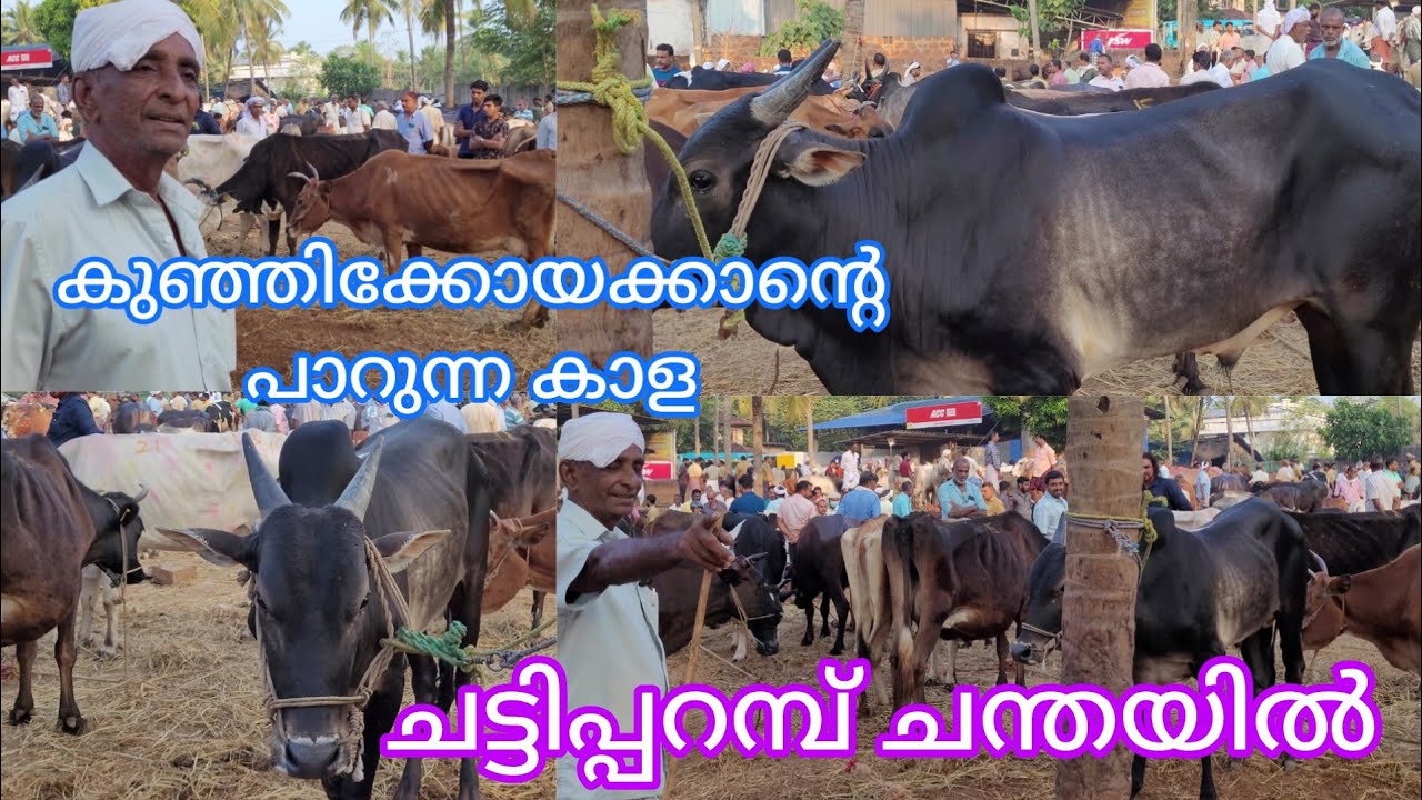 ചട്ടിപ്പറമ്പ് ചന്തയിൽ കുഞ്ഞിക്കോയാക്കാന്റെ പാറുന്ന കാള😄#chattipparambChantha #malappuram