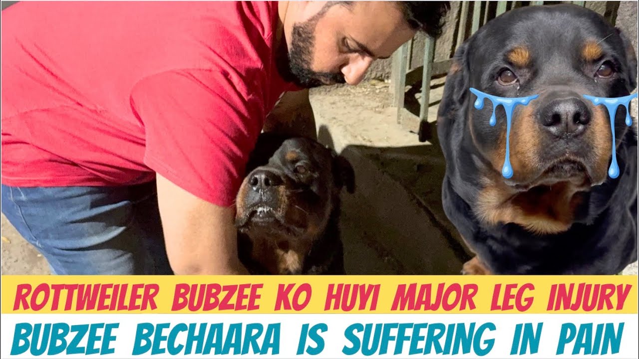 Ek Baaar Fir Se Ban Ho Gaye Rottweilers & Pitbulls: Ab Aap Rottweiler/Pitbull Dog Nahi Le Sakte
