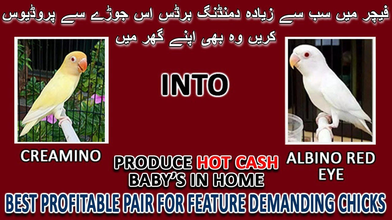 فیچر میں سب سے زیادہ دمنڈنگ برڈس | CREAMINO TO ALBINO LAGAYN OR 1 CLUTCH ME 1 LAKH TK KAMAYN | AABI