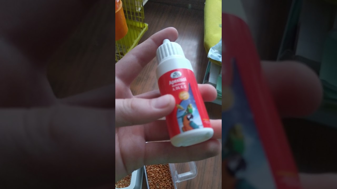 Məhəbbət quşları haqqında bilmədikləriniz 🐦🐦🦜