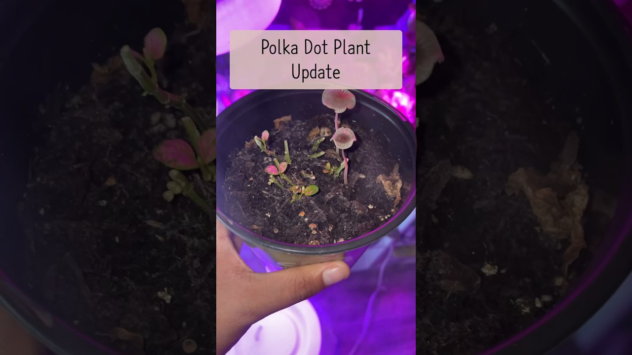 ✨Polka Dot Plant Update✨ #plants #houseplants #update #polkadot #indoorplants #plantcommunity #fy