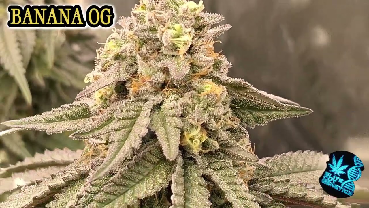 Banana OG Killin It!!!!