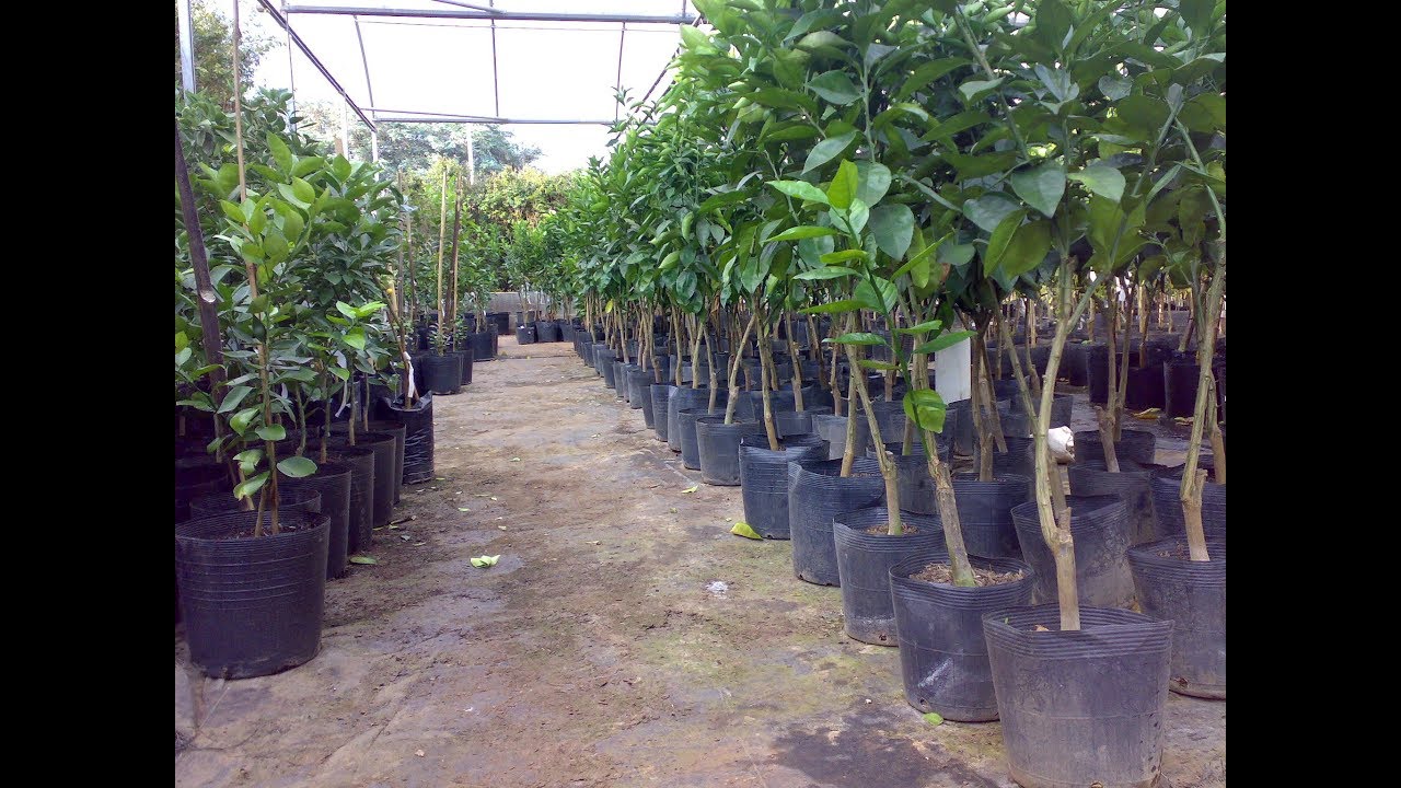 Dica Técnica Emater : Como plantar Frutíferas corretamente