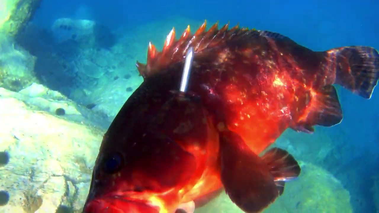 * Ρηχό Ψαροντούφεκο απο 0,5 έως 2,9 μέτρα * - * Shallow Spearfishing from 0,5 to 2,9 meters depth *
