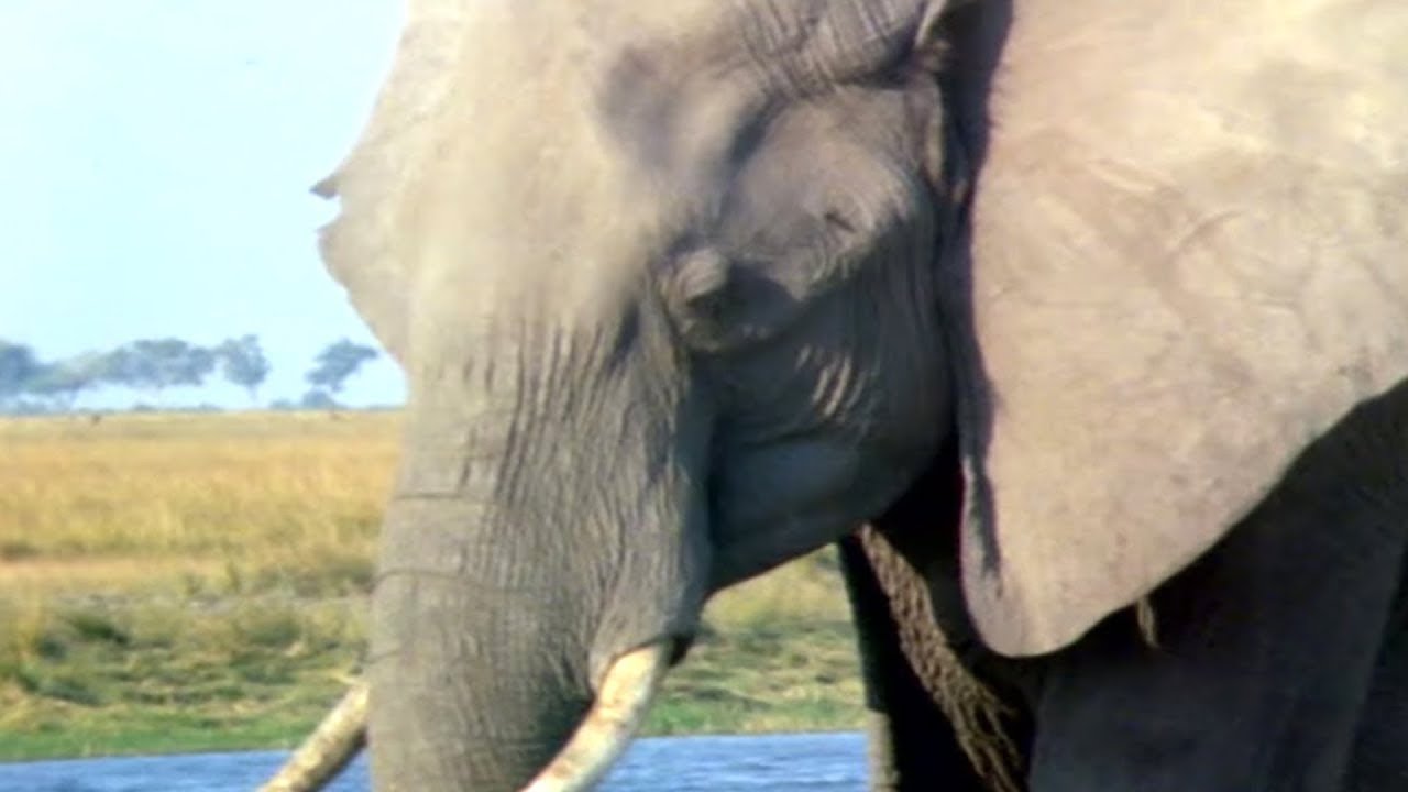 Elephants Empire 🐘- Matriarch Elephant | Elephant Documentary | Natural History Channel