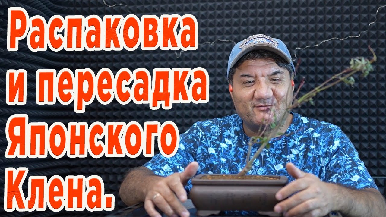 Рассадил и подстриг Японский Клен.