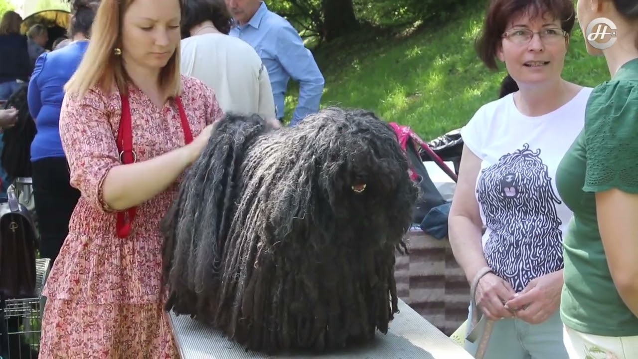 Puli klubkiállítás és tenyészszemle Várpalotán