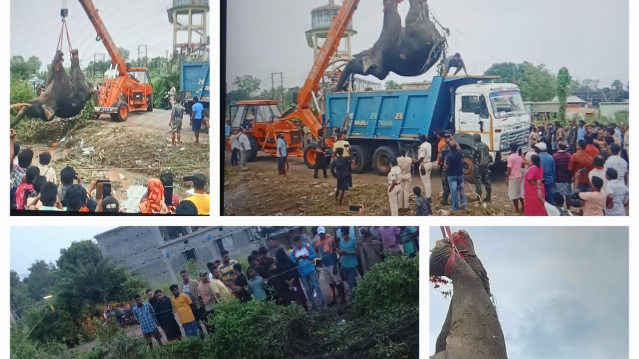 Train  ରେ accident ହେଇ ଥିବା ହାତୀ ଟିକୁ ଟ୍ରକରେ loading କରୁଛନ୍ତି 😥😭