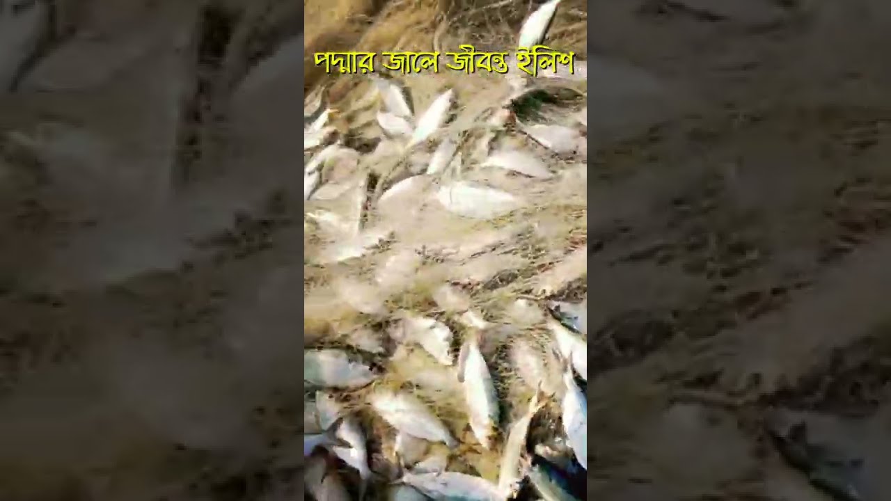 Padma River Fishing | Amazing Hilsa Fishing | Hilsa fishing at padma | জীবন্ত ইলিশ #shorts