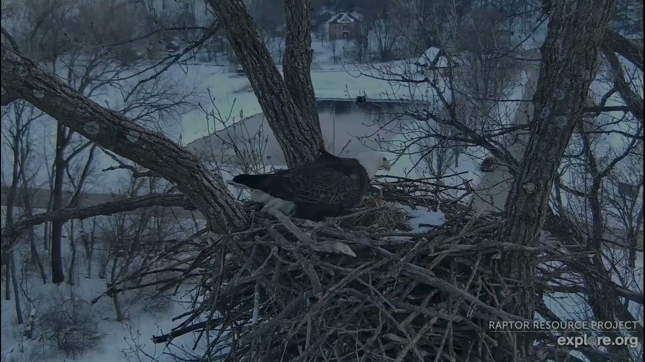 Decorah Eagles 2-24-26, 5:42 pm HM2 watchful, cam op gives us a tour