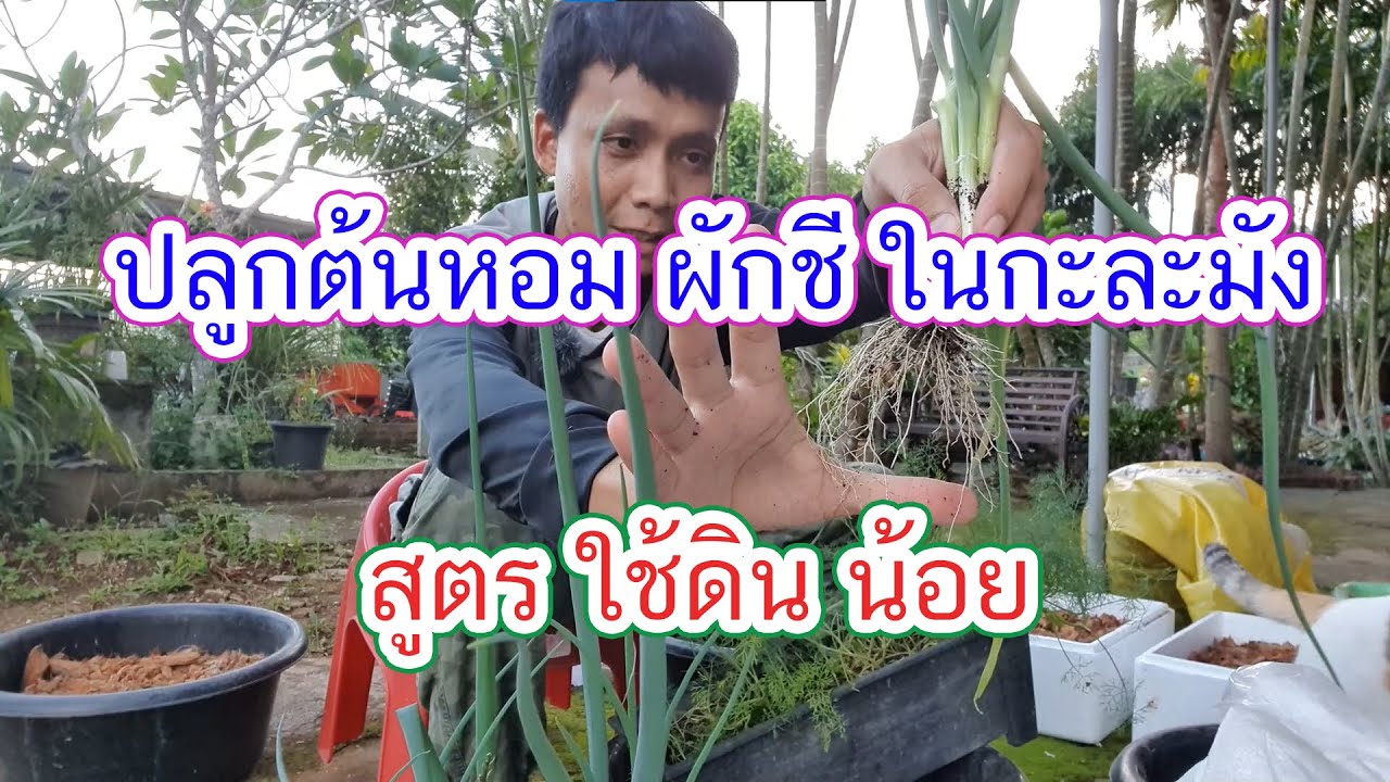 ปลูกต้นหอม ผักชี ผักบุ้ง ในกะละมัง กล่องโฟม สูตรใช้ดินน้อย