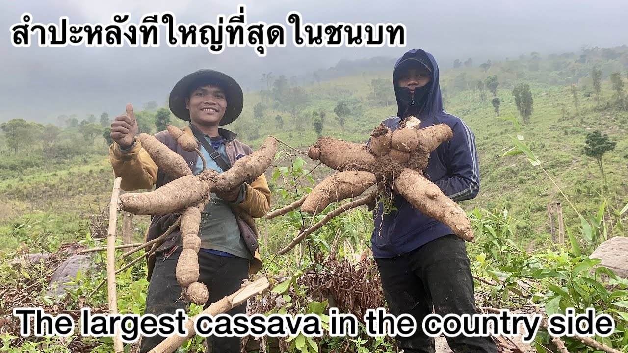 A very large cassava สำปะหลังที่ใหญ่มากในชนบท ￼