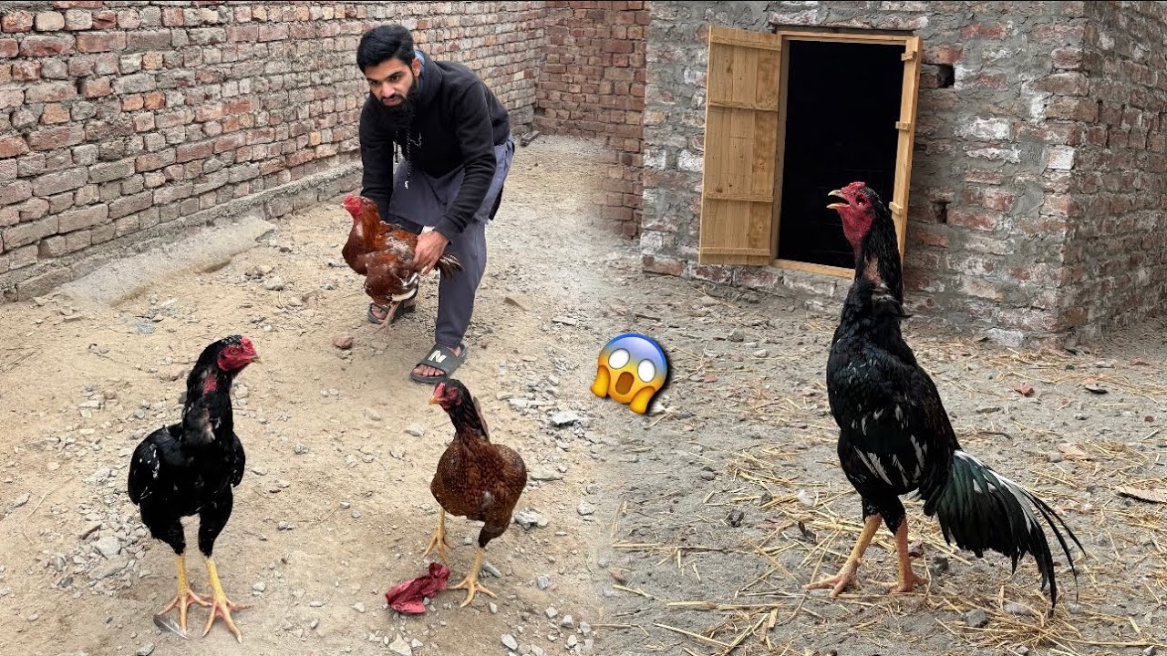 DSP Kalusha sa dar gya 😨