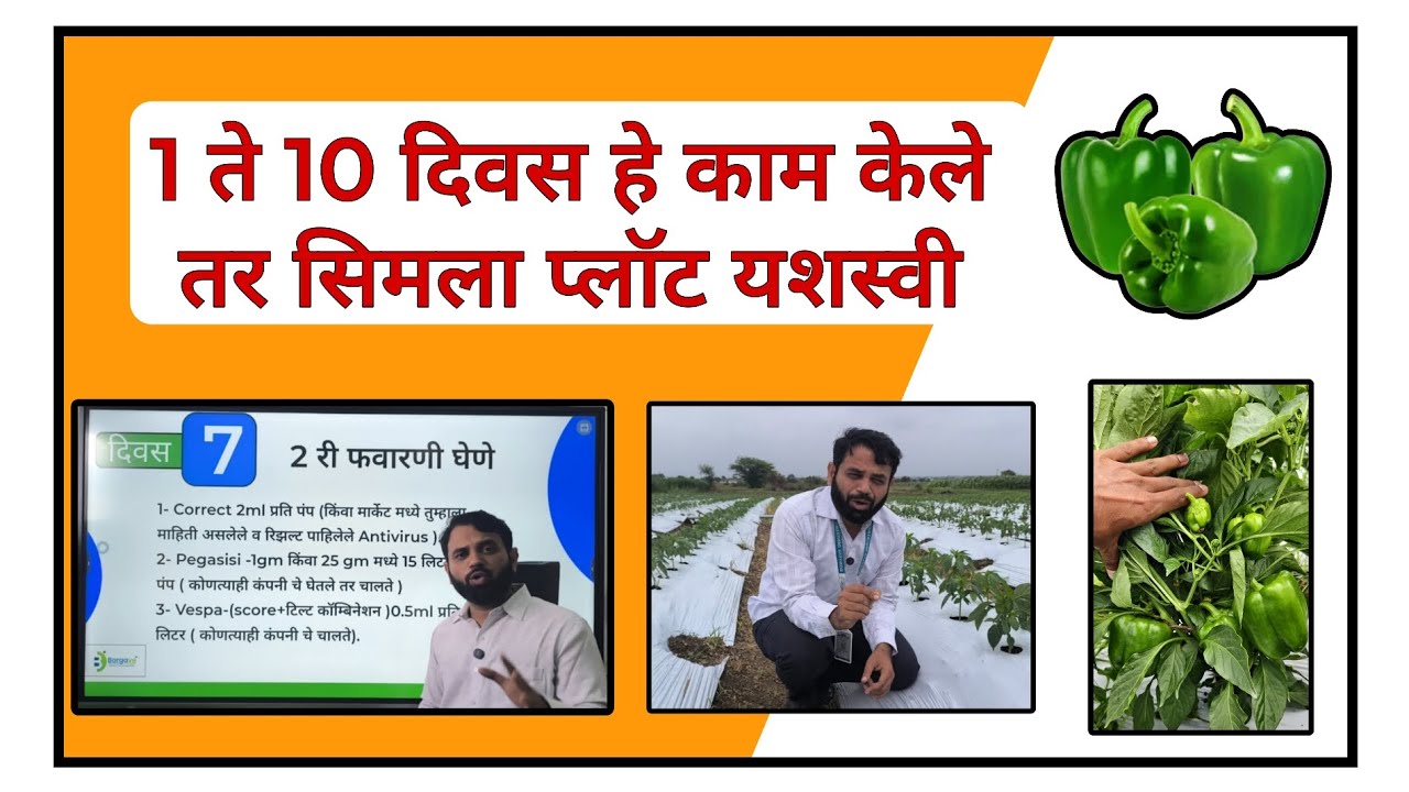 सिमला मिरची 1 ते 10 नियोजन हे काम केले की प्लॉट यशस्वी #सिमला #chilli #मिरची #borgave #बोरगावे