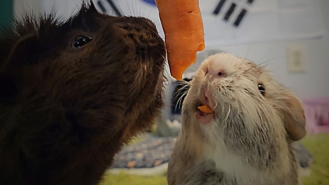 Two Girls One Carrot