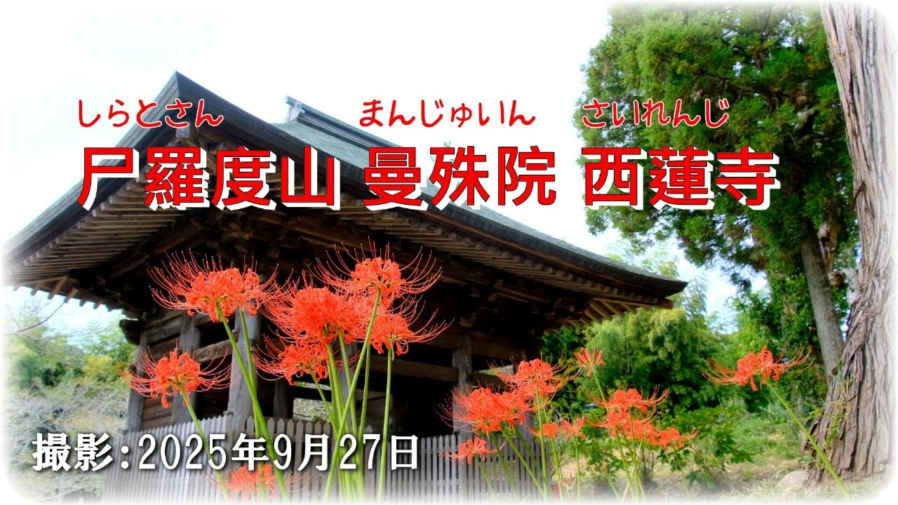 2025曼珠沙華が咲く境内で行われた常行三昧会/御朱印【天台宗 西蓮寺】（茨城県行方市）[4K]