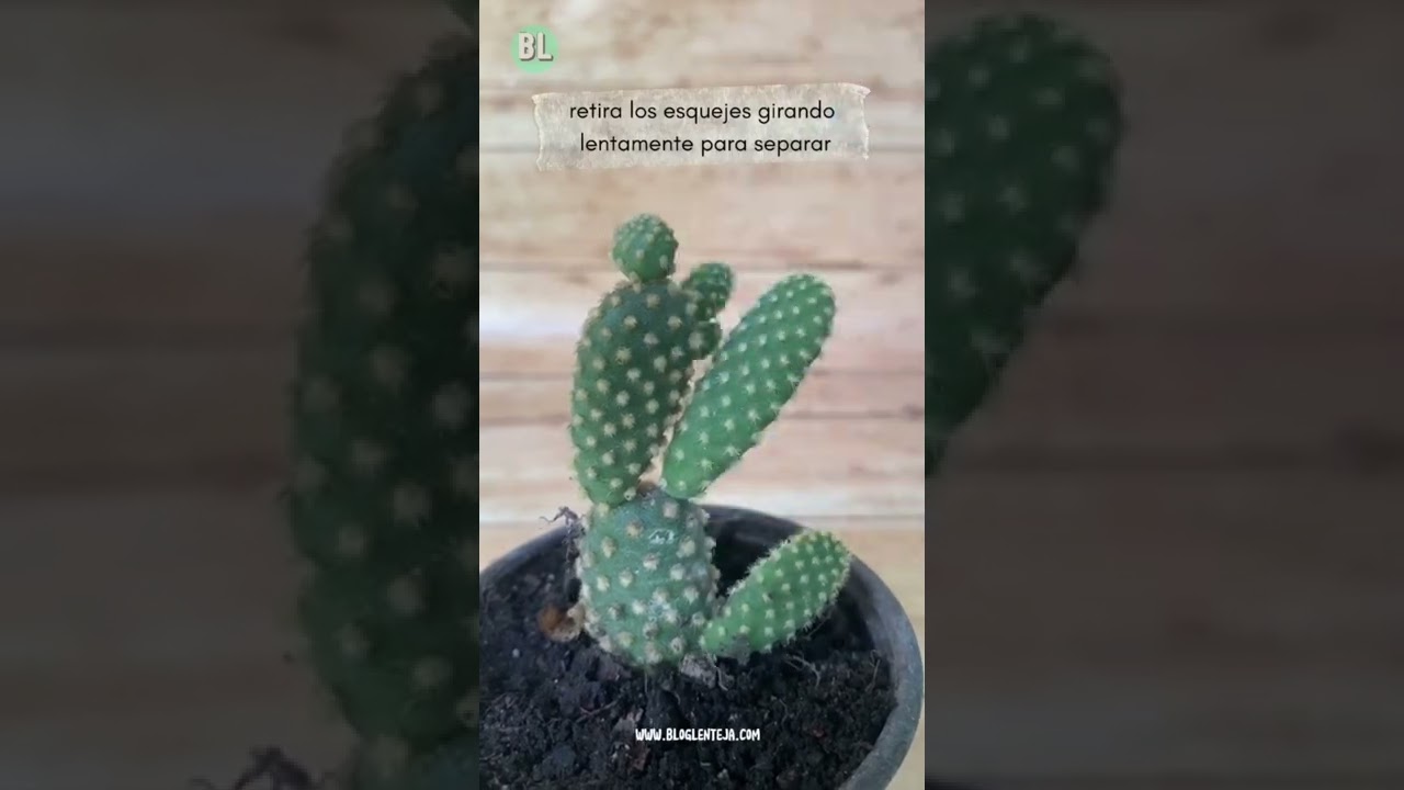 Esquejes de Cactus