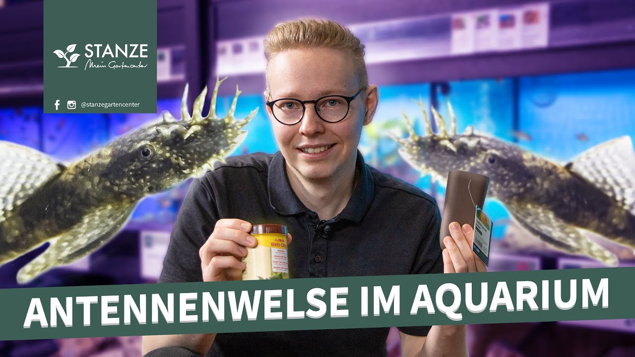 Antennenwelse | Wichtige Tipps für die Haltung eurer Scheibenknutscher