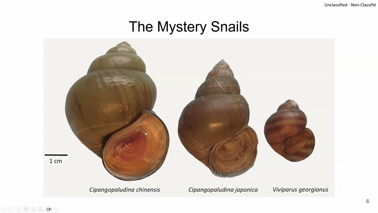 Mystery Snail Impacts on Lake Ecosystems
