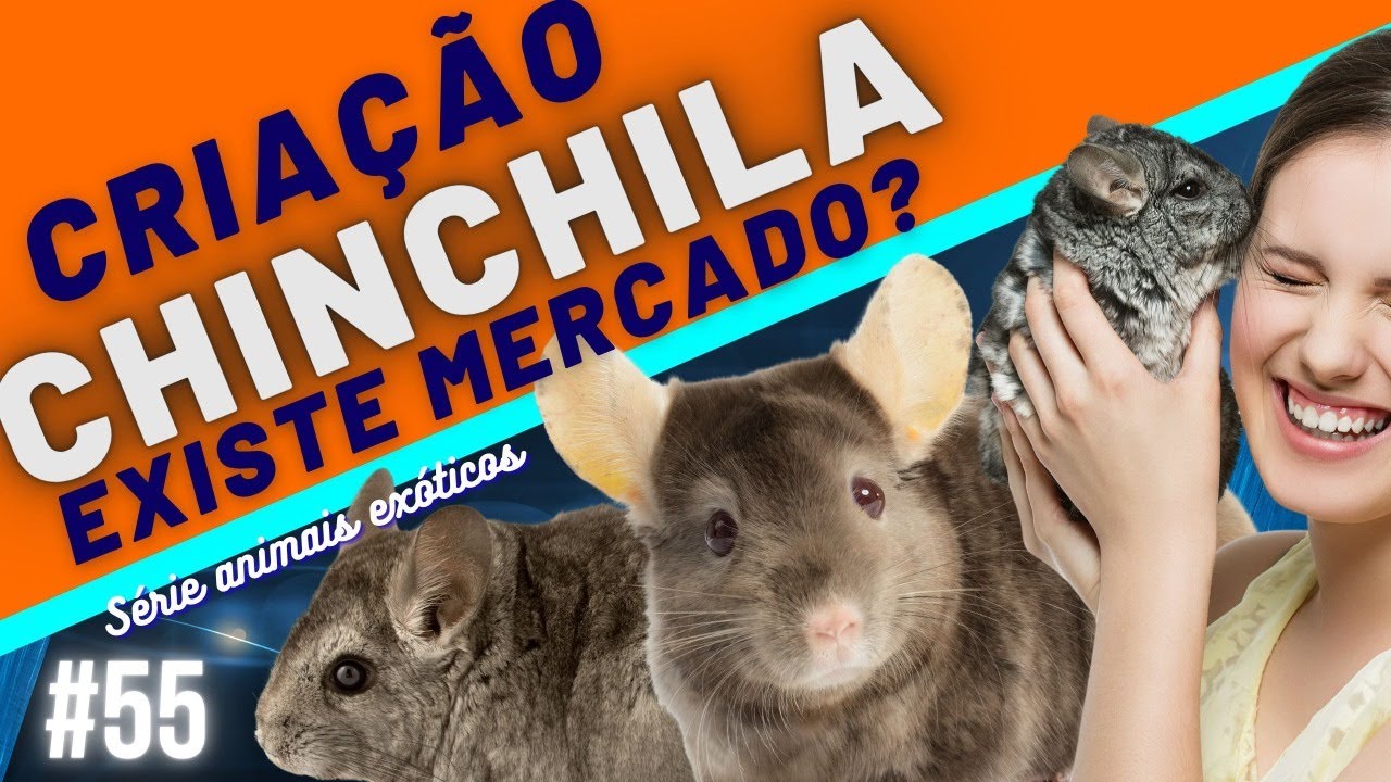 Chinchilas como Ganhar Dinheiro?