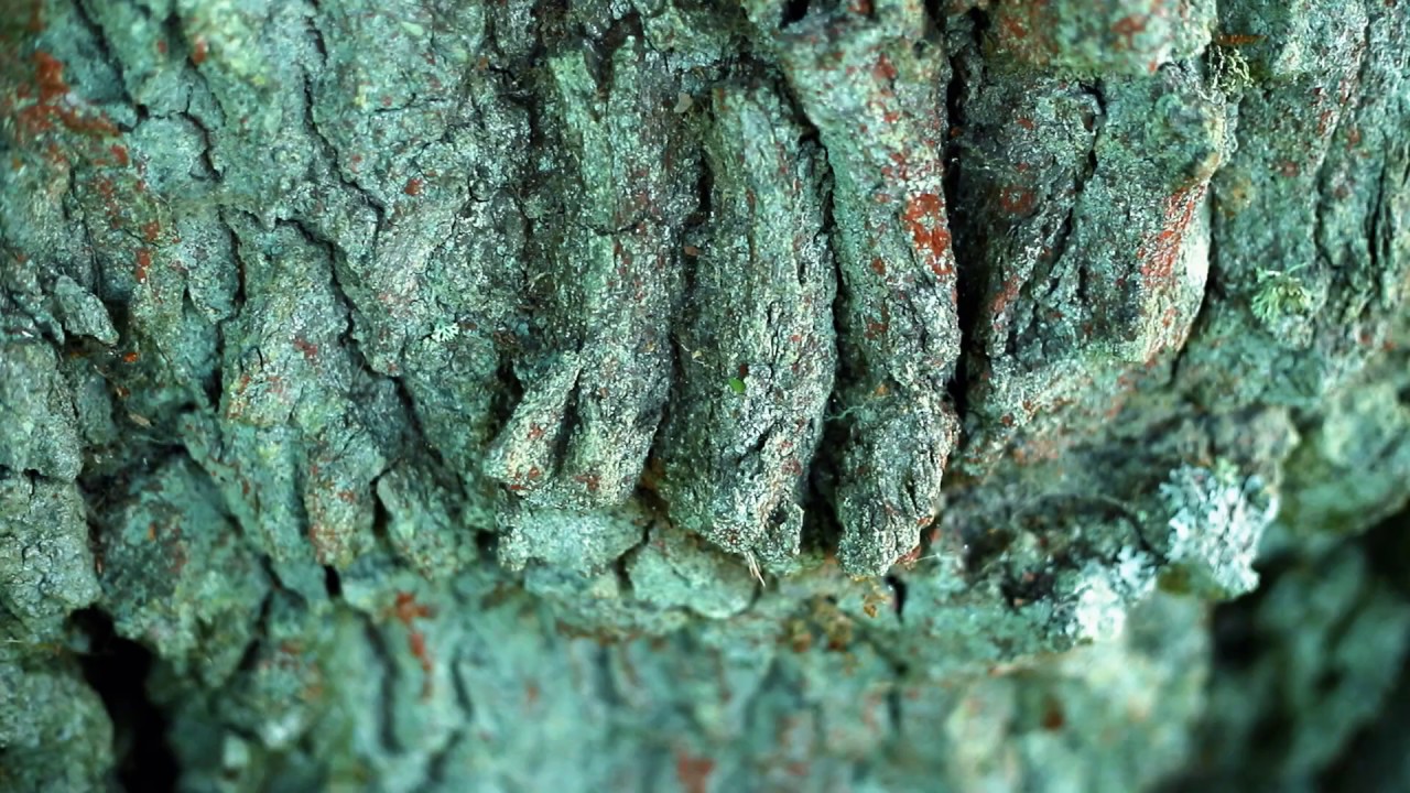 Ąžuolas (The Oak)