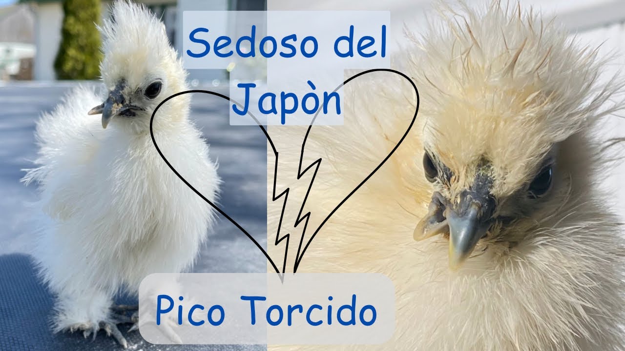 La Historia de Tijeritas: el pollito Sedoso con el pico torcido.