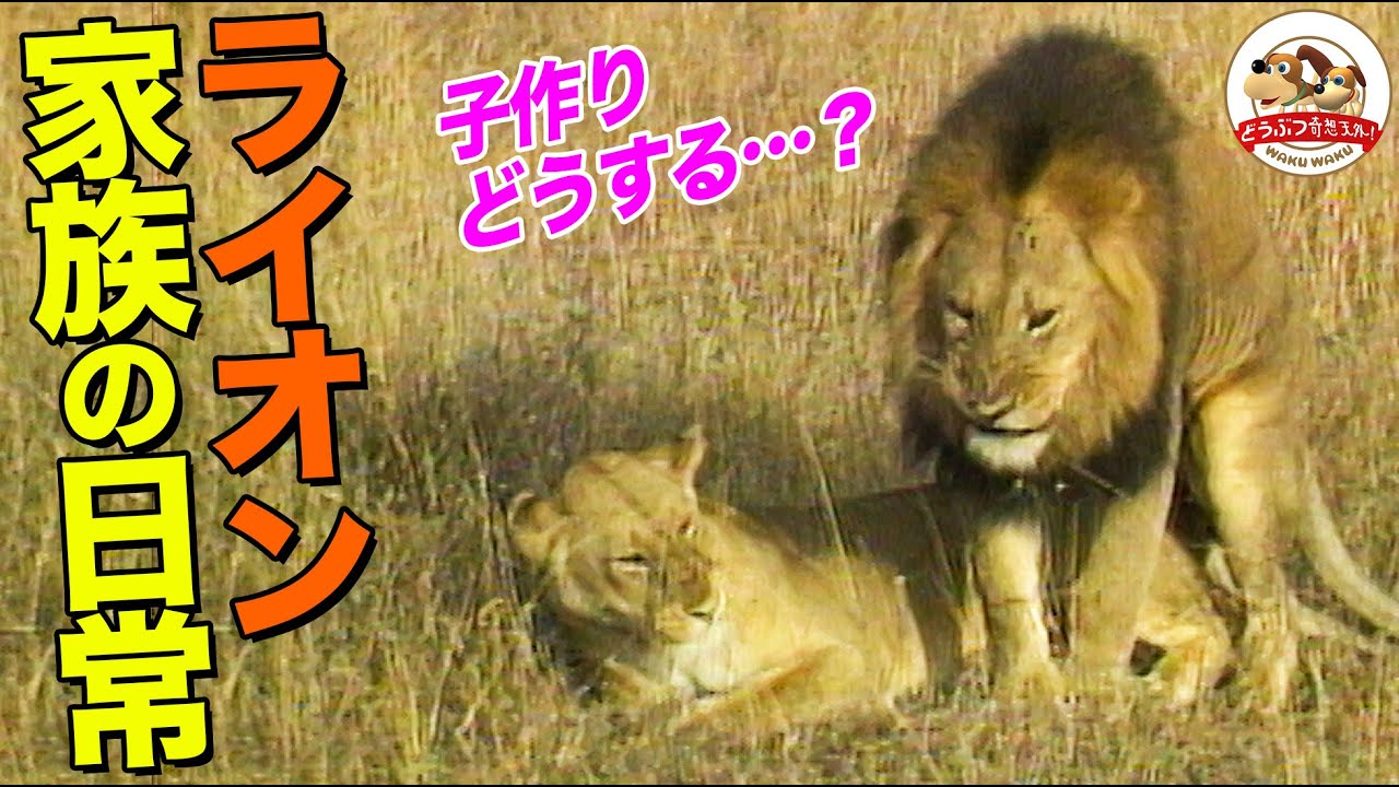 【百獣の王】ライオン家族の素顔を見てみたら、かかあ天下で、案外臆病、お茶目などこか憎めないやつだった！【どうぶつ奇想天外／WAKUWAKU】