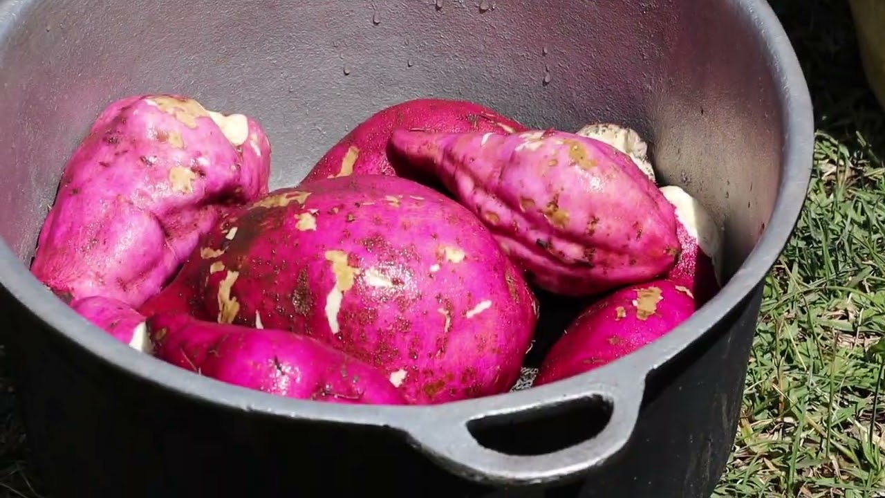 Cooking Sweet Potatoes the Village Way 🍠🔥