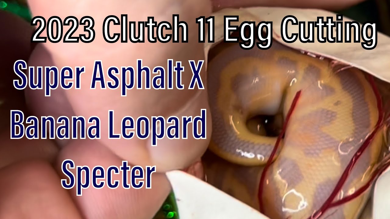 2023 Clutch 11 Egg Cutting | Super Asphalt X Banana Leopard Specter | Banana Leopard Parkway