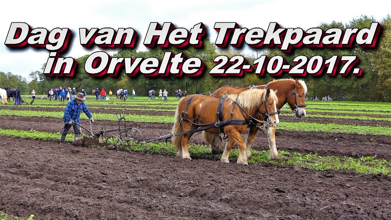 Dag van Het Trekpaard in Orvelte 22 10 2017
