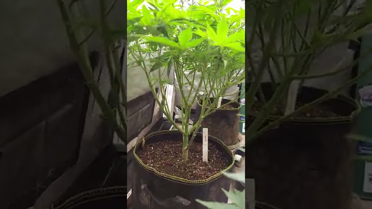 @educationwiththegrowboss6586  @WelcometoTheGrowTent