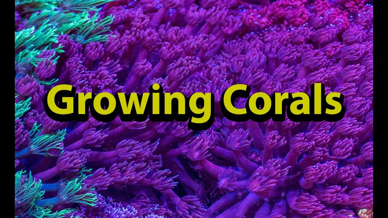 Growing Salt Water Corals