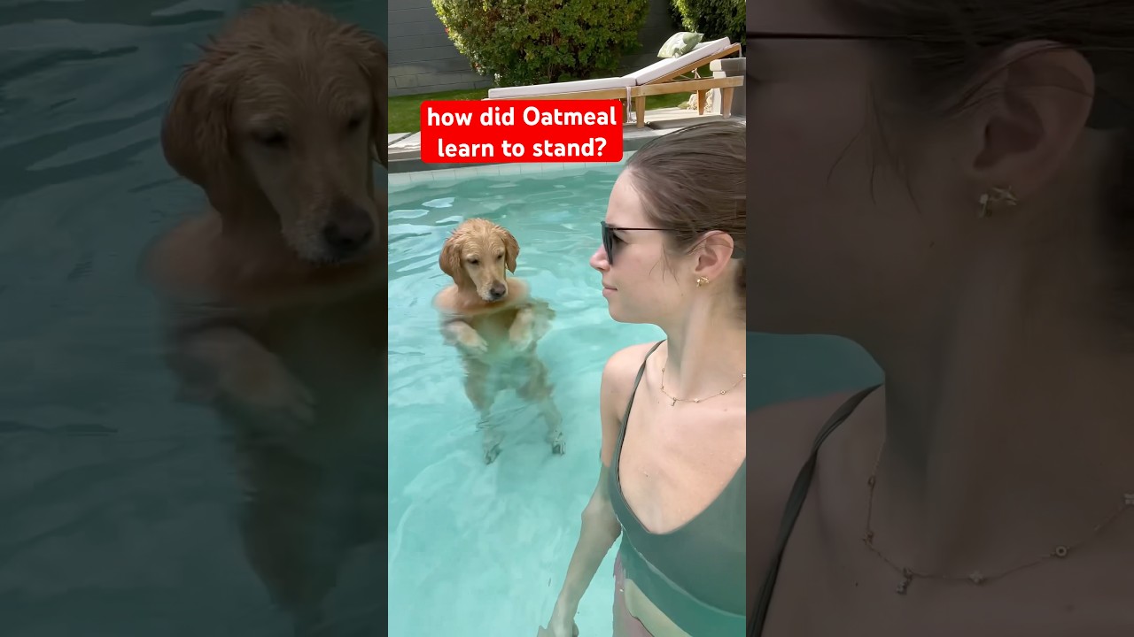 (repost) he&rsquo;s such a strange little dog #PoolTime #FunnyDog #SwimmingDog